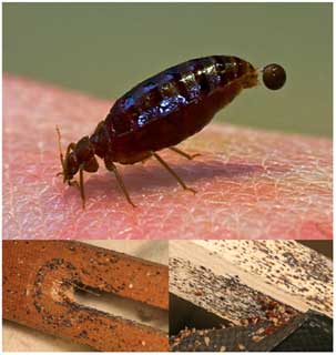 Slika 11. Ostavljanje karakterističnih krvnih mrlja i fecesa na namještaju (izvor: European Code of Practice Bedbug Management, Version 2)