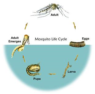 https://www.epa.gov/mosquitocontrol/mosquito-life-cycle